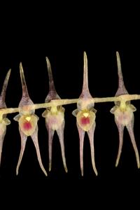 Lepanthopsis acuminata