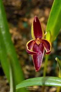 Pleurothallis allenii