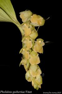 Coelogyne guibertiae