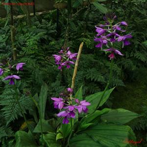 Calanthe sylvatica