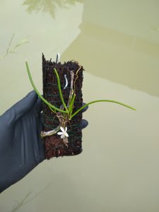 Thrixspermum filiforme