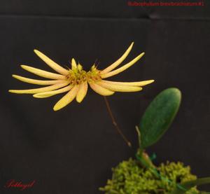 Bulbophyllum brevibrachiatum