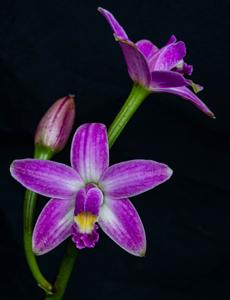 Cattleya rupestris