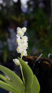 Ornithocephalus manabina