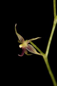 Platystele jesupiorum