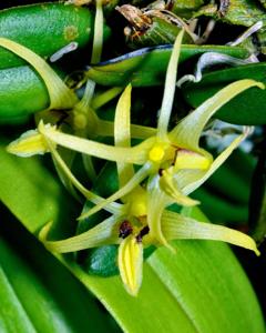 Dendrobium senggiense