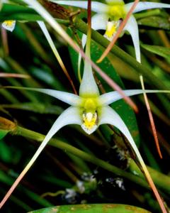 Dendrobium phalangium