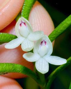 Dendrobium herpetophytum