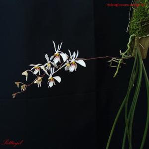 Holcoglossum wangii