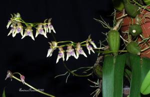 Bulbophyllum guttulatum
