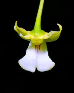 Dendrobium angustipetalum