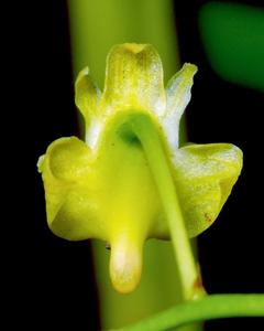 Dendrobium angustipetalum