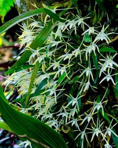 Dendrobium sexcostatum