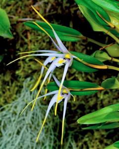 Dendrobium fariniferum