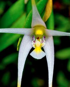 Dendrobium fariniferum