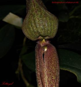 Bulbophyllum arfakianum