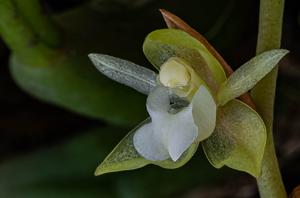 Coelogyne chinensis