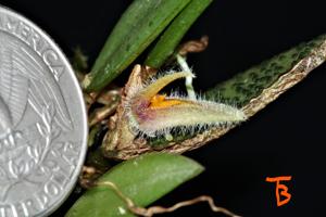 Acianthera nikoleae