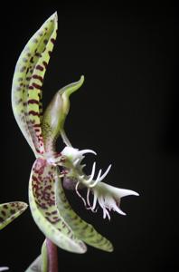Catasetum semicirculatum