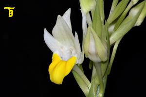 Pecteilis hawkesiana