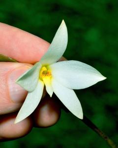Dendrobium centrale