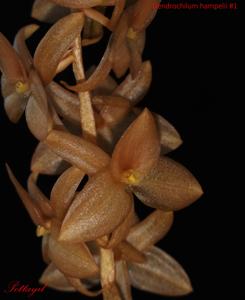 Coelogyne hampelii