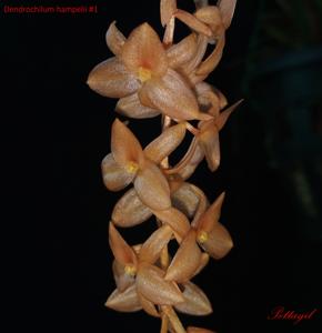 Coelogyne hampelii