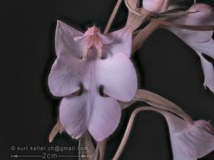 Habenaria carnea