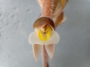 Pelexia novofriburgensis