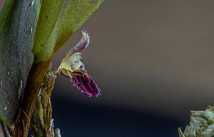 Anathallis laciniata