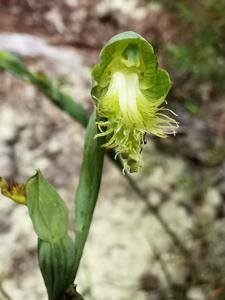 Calochilus herbaceus