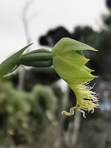 Calochilus herbaceus