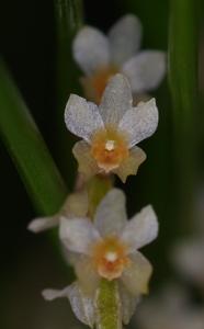 Coelogyne tenella