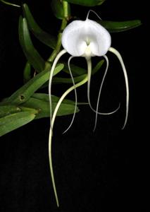 Angraecum germinyanum