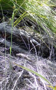 Calochilus herbaceus
