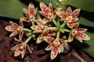 Trachoma sarcochiloides