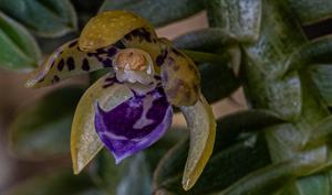 Dichaea pendula