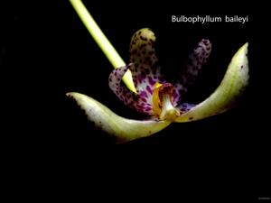Bulbophyllum baileyi