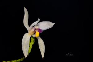 Bromheadia finlaysoniana