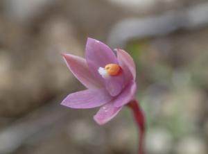 Thelymitra peniculata