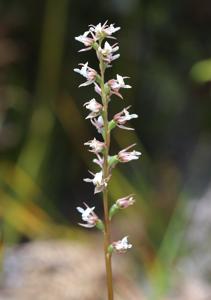 Prasophyllum truncatum