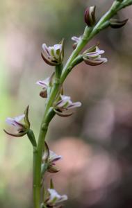 Prasophyllum truncatum