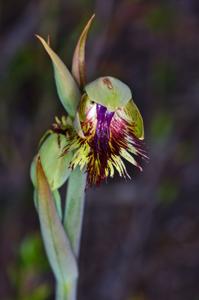 Calochilus herbaceus