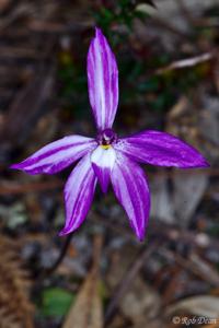 Caladenia major