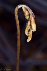 Gastrodia sesamoides