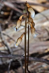 Gastrodia sesamoides