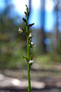 Prasophyllum brevilabre