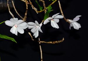 Dendrobium hughii