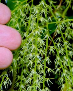 Calymmanthera major