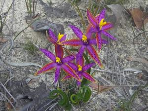 Thelymitra speciosa
